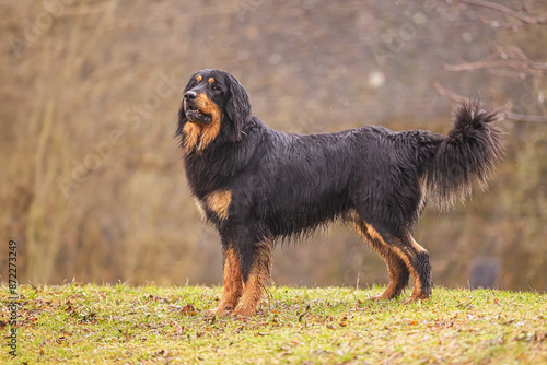 male black and gold Hovie dog hovawart he's alert. photo