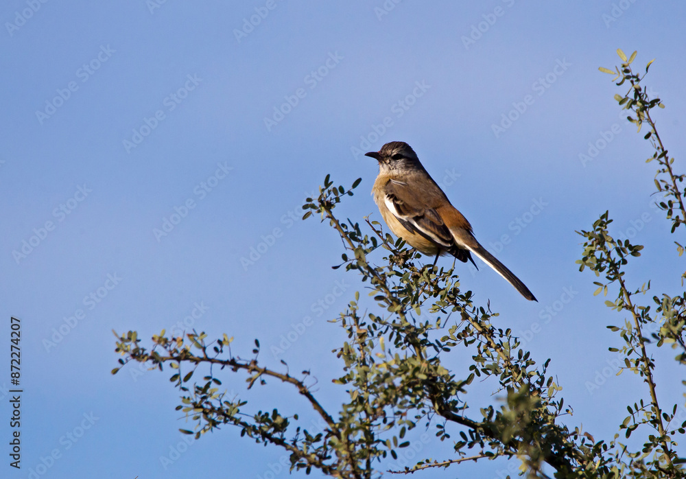 Calandra larks posing at the top of the tree while looking at the photographer. Calandra larks posing at the top of the tree while looking at the photographer.