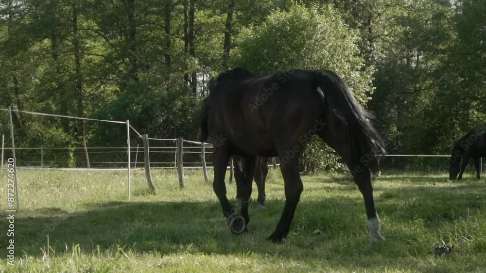 Horses grazing in a pasture, shaking their heads and swishing their tails to fend off flies. Flies, horseflies, mosquitoes, and gnats bother livestock in the pasture. Horses grazing in a pasture, shaking their heads and swishing their tails to fend off flies. Flies, horseflies, mosquitoes, and gnats bother livestock in the pasture.