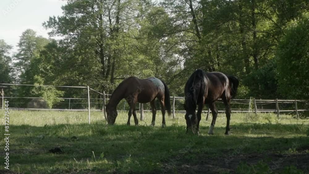 Horses graze side by side in a grassy pasture enclosed by an electric fence. The stallion and mare eat grass, flicking their tails to ward off pesky flies, horseflies, gnats, and blood-sucking insects Horses graze side by side in a grassy pasture enclosed by an electric fence. The stallion and mare eat grass, flicking their tails to ward off pesky flies, horseflies, gnats, and blood-sucking insects