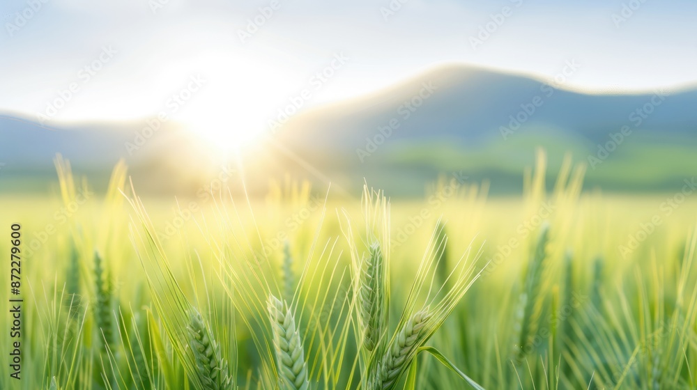 Close-up Sunset Shot of Grassland with Mountains in the Background Close-up Sunset Shot of Grassland with Mountains in the Background