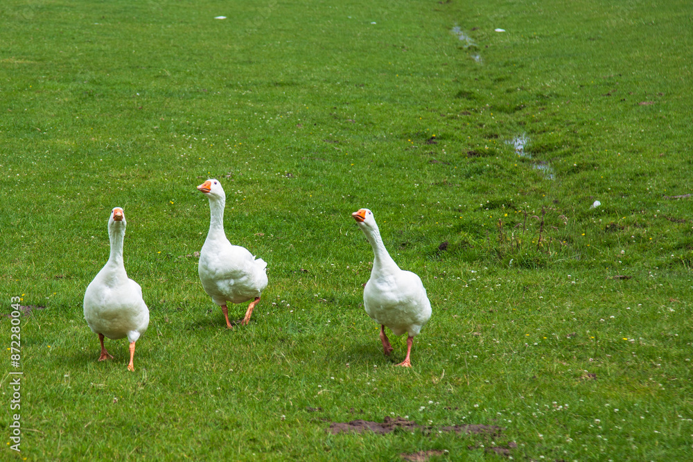 Obraz premium Three curious geese in the meadow.