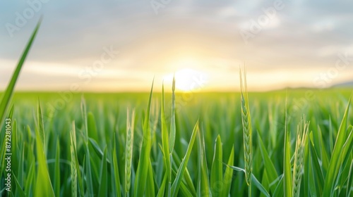 Tranquil Fields with Glistening Grass under a Setting Sun