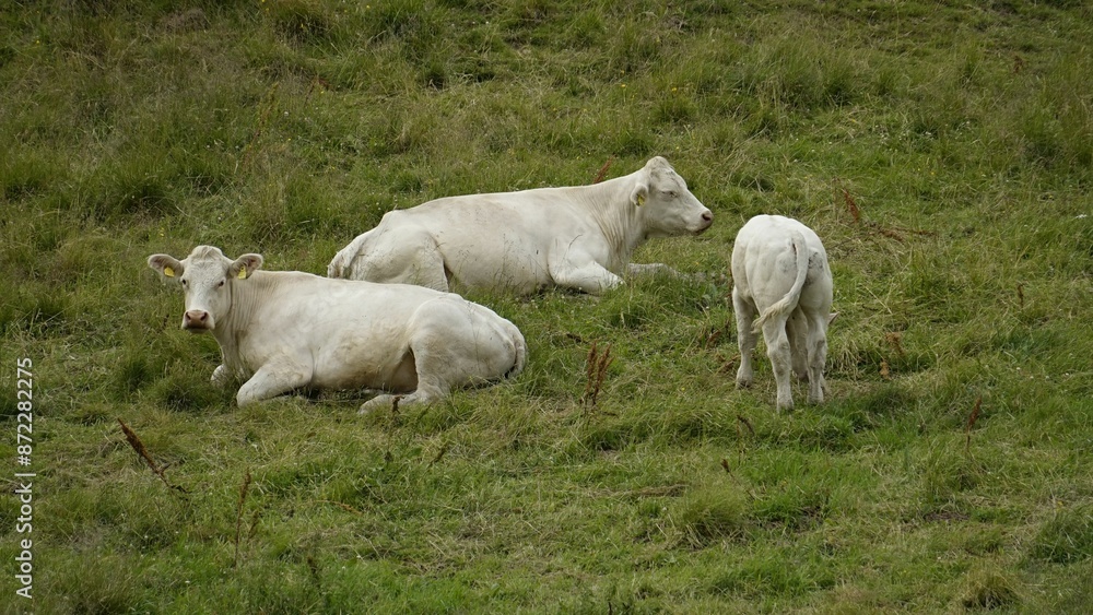Three white cows resting and grazing on a grassy field. Three white cows resting and grazing on a grassy field.