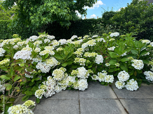 white flowers in a garden. White hydrangea macrophylla blooms around a terrace with a stone tiled floor