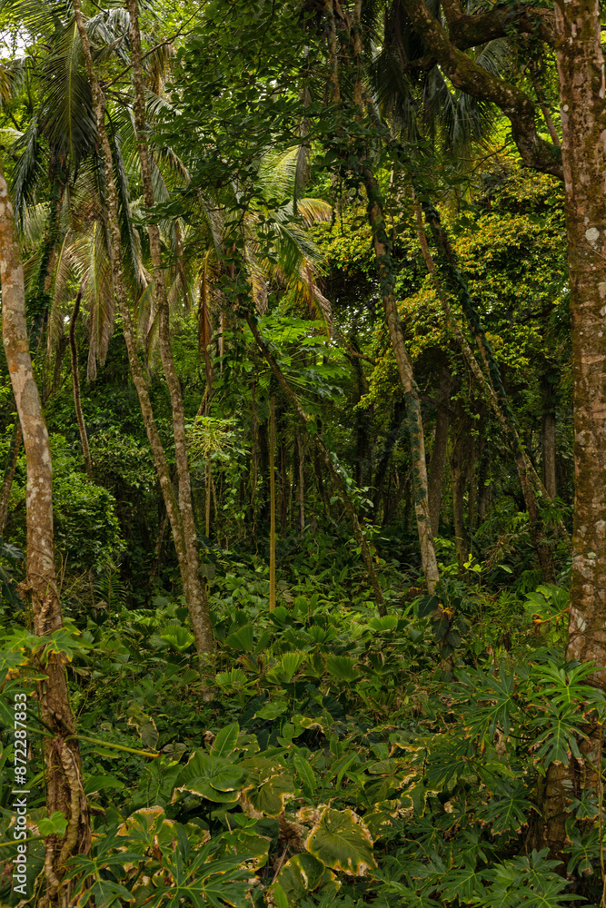 rainforest in the Refugio Nacional de Vida Silvestre Gandoca Manzanillo in english Gandoca Manzanillo National Wildlife Refuge in Costa Rica rainforest in the Refugio Nacional de Vida Silvestre Gandoca Manzanillo in english Gandoca Manzanillo National Wildlife Refuge in Costa Rica