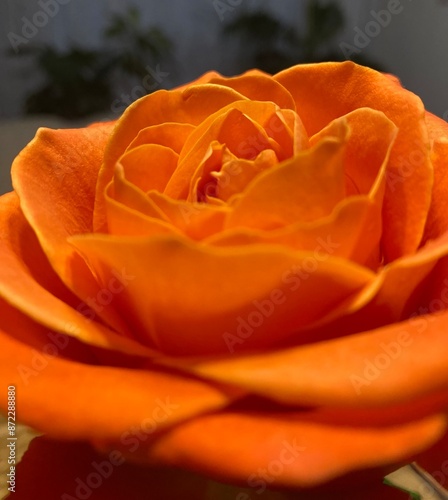 orange rose closeup