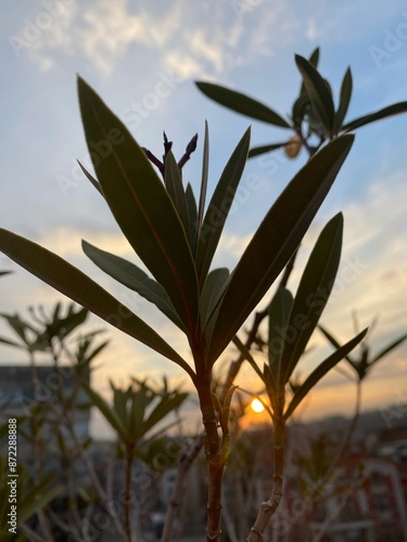 Flowers on a city terrace at sunrise 