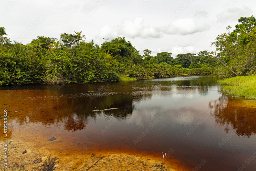 Rio Suarez river with dark brown water in the Cahuita National Park in Costa Rica Rio Suarez river with dark brown water in the Cahuita National Park in Costa Rica