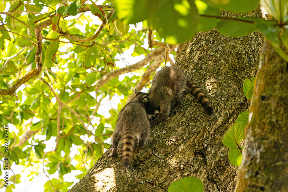 Fototapeta premium two racoons in the Cahuita National Park in Costa Rica
