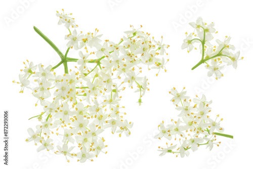 Elderberry flower or Sambucus nigra isolated on a white background.