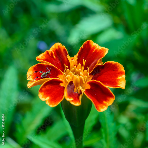 Little grasshopper on a flower petal Tagetes sp.