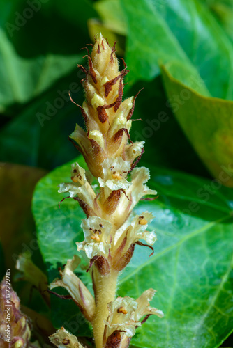 The ivy broomrape (Orobanche hederae), Close-up of a parasitic plant growing on ivy photo