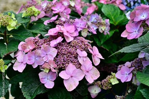 Close-up of vibrant 'Pop Star' Hydrangea flowers in full bloom