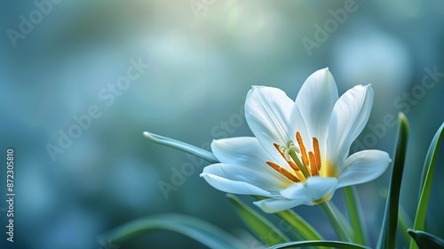 Flower on background, a picture of gorgeous blossom. Bright and vibrant, it's a wonderful natural decoration.
