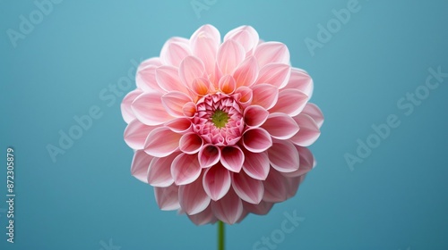 On background, a flower in bloom, spectacularly beautiful. A colorful greeting, it's an awesome natural decoration.