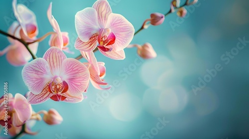 Flower on background, a picture of gorgeous color. Blossoming and vibrant, it's a wonderful floral display.
