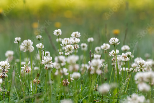 White clover growing in the meadow, wet with raindrops