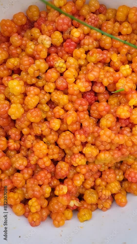 Harvesting yellow berry in Sweden forest Harvesting yellow berry in Sweden forest