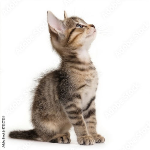 Wallpaper Mural Adorable tabby kitten sitting on white background, looking up curiously with brown stripes, white paws, and a curled tail. Perfect for pet stores, animal shelters, or vet clinics. Torontodigital.ca