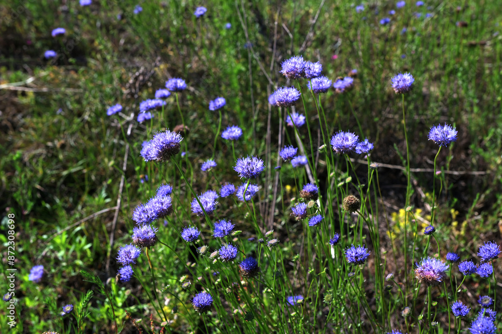 Jasione montana is a low-growing plant in the family Campanulaceae Jasione montana is a low-growing plant in the family Campanulaceae