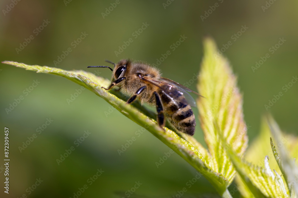 a bee sits on a leaf of a raspberry bush a bee sits on a leaf of a raspberry bush