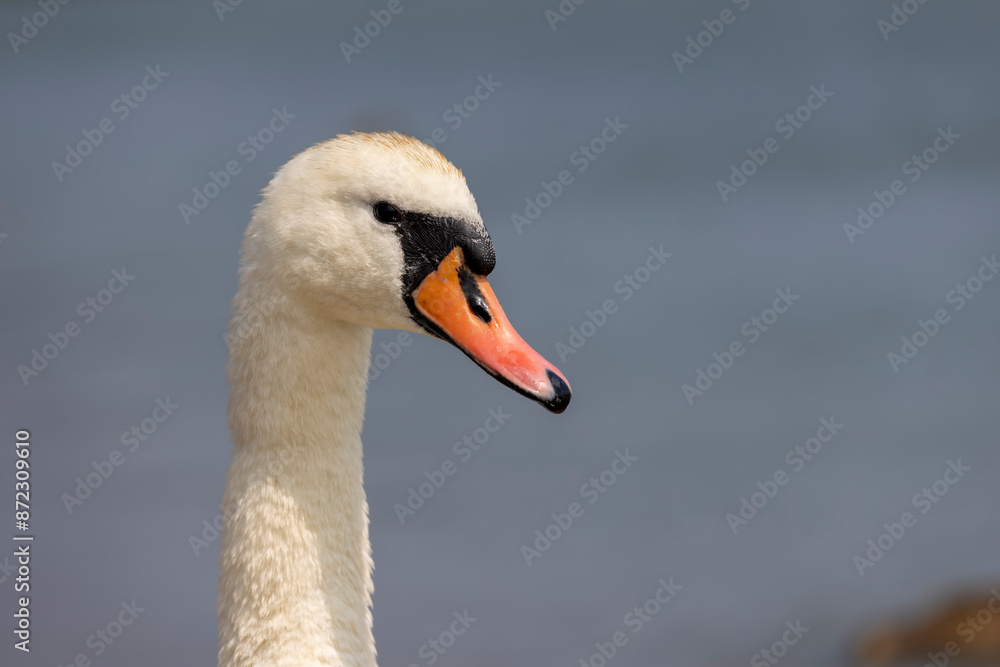 beautiful wild waterfowl swans in the summer season beautiful wild waterfowl swans in the summer season