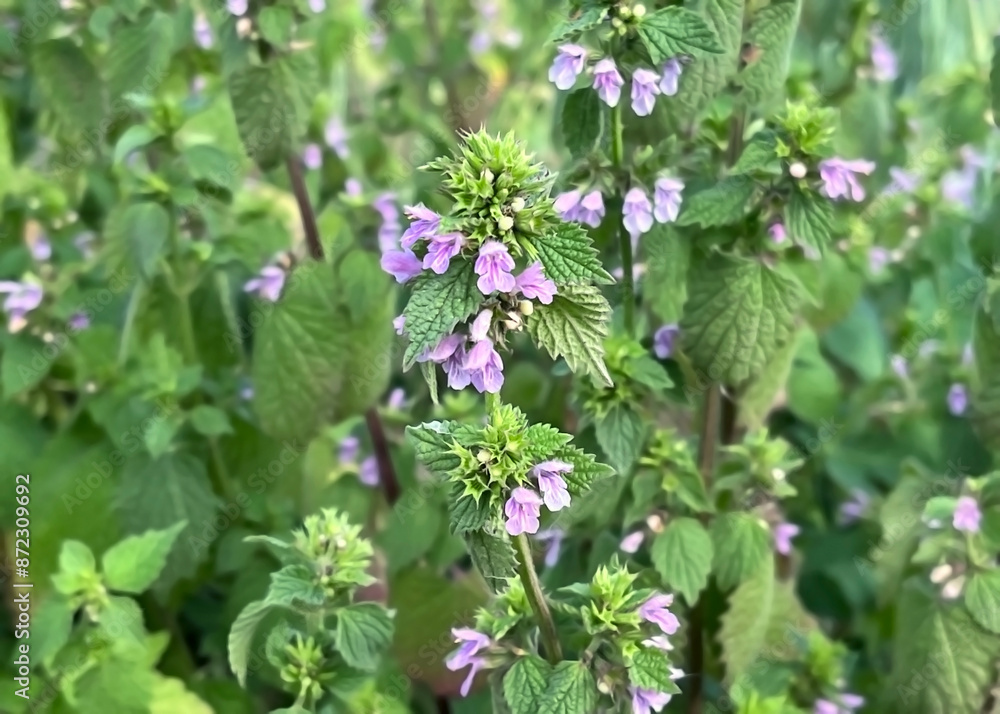 medicinal plant Spotted dead-nettle (Lamium maculatum) growing on the lawn medicinal plant Spotted dead-nettle (Lamium maculatum) growing on the lawn