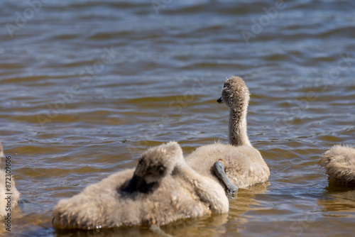 young swans in gray down swim on the lake photo