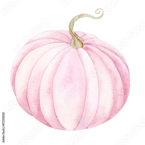 Pink pumpkin in panache colors. Isolated watercolor illustration on white background. Suitable for textiles, scrapbooking, wrapping paper, cards and invitations, holiday decorations.