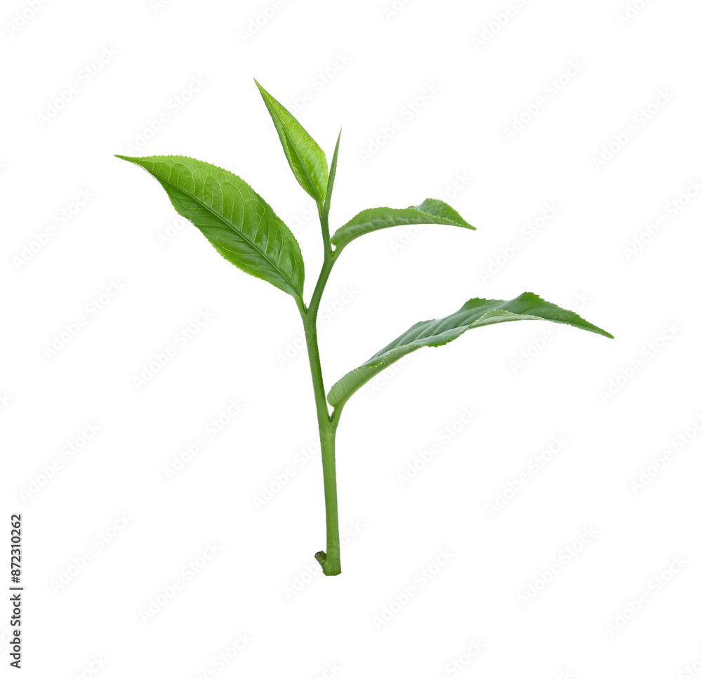 green tea leaf isolated on transparent png green tea leaf isolated on transparent png