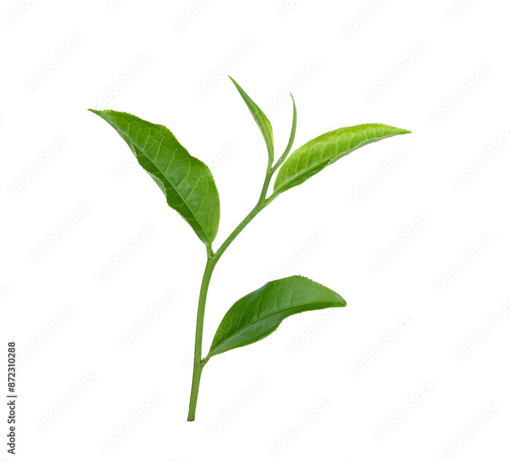 green tea leaf isolated on transparent png green tea leaf isolated on transparent png