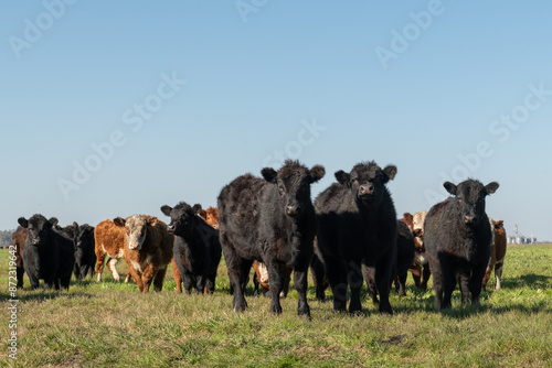 Wallpaper Mural Herd of young cows. Group of black and brown steers in the meadow Torontodigital.ca