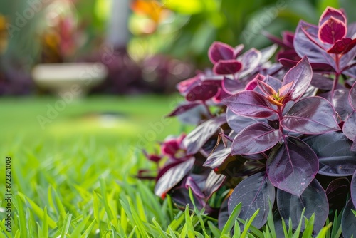 Pseuderanthemum blooms do well in Cikarang's children's playground. Purplish-red is beloved by kids. photo