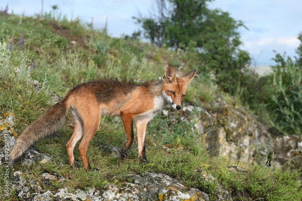 Red fox Vulpes vulpes in the wild Red fox Vulpes vulpes in the wild