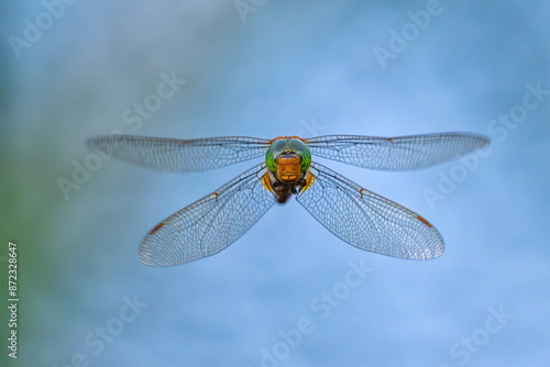 Dragonfly Aeshna isosceles in flight photo
