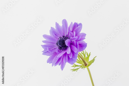 Εκτύπωση καμβά Blue Anemone coronaria De Caen 'Mr Fokker'