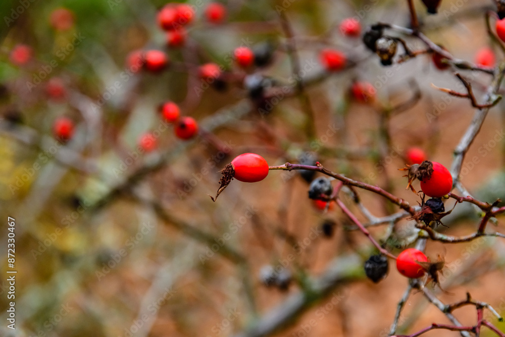 Ripe fruits on branches of the dog rose bush Ripe fruits on branches of the dog rose bush