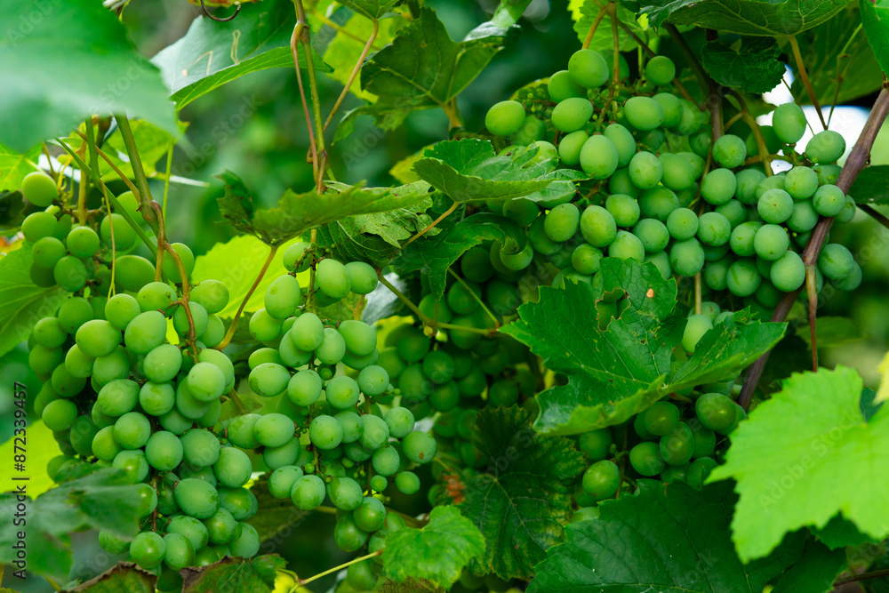 Big green bunches of grapes are ripening on the vine Big green bunches of grapes are ripening on the vine