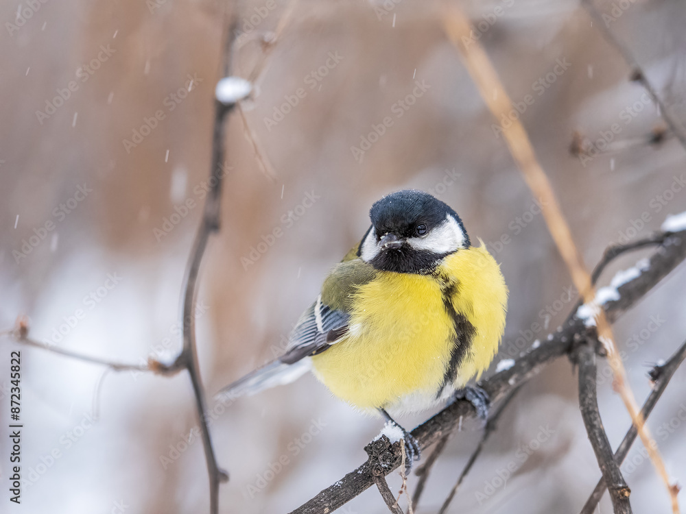 Obraz premium Cute bird Great tit, songbird sitting on the fir branch with snow in winter