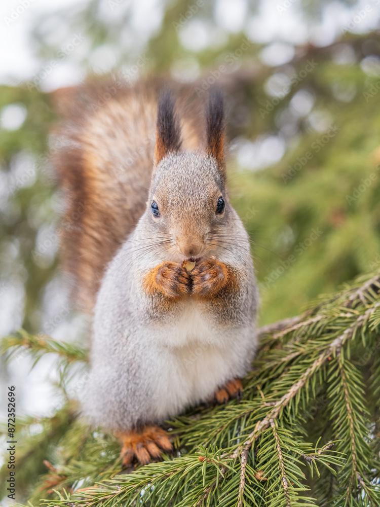 Fototapeta premium The squirrel with nut sits on tree in the winter or late autumn
