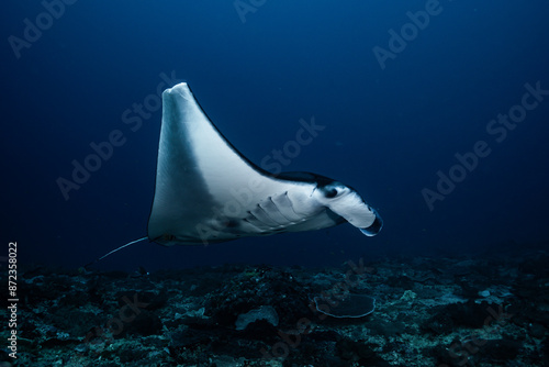Manta rays in Bali, Indonesia. It is missing a fin.