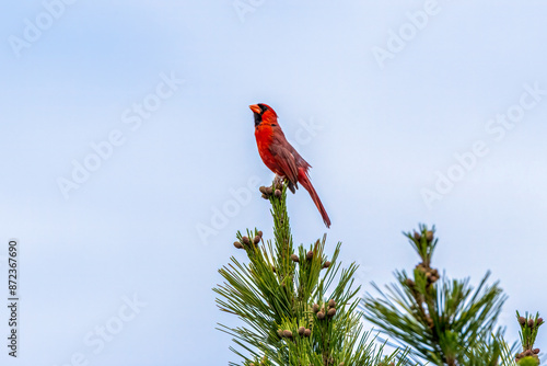 red cardinal on a branch