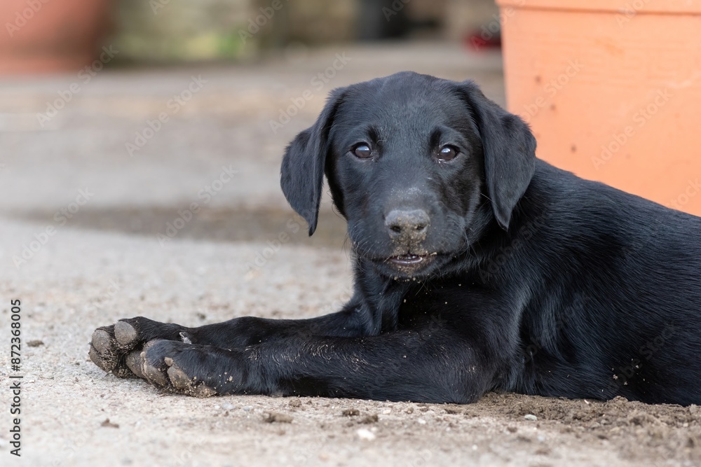 Portrait of a black Labrador puppy laying on the ground Portrait of a black Labrador puppy laying on the ground