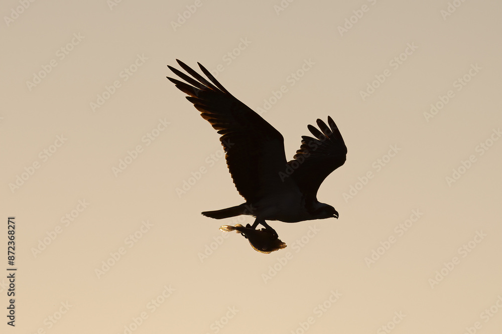 silhouette of a osprey silhouette of a osprey
