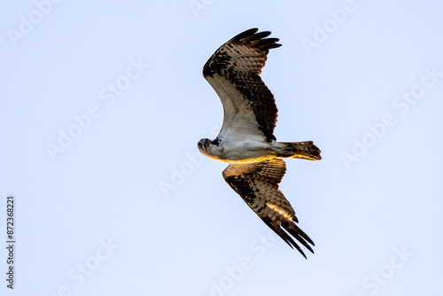 osprey in flight