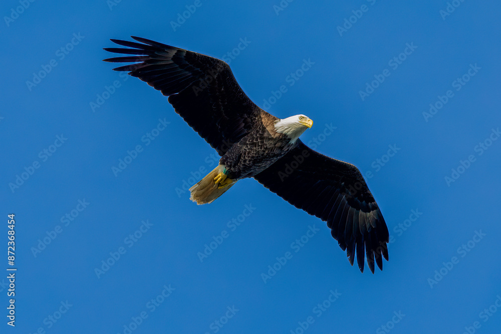 Fototapeta premium bald eagle in flight