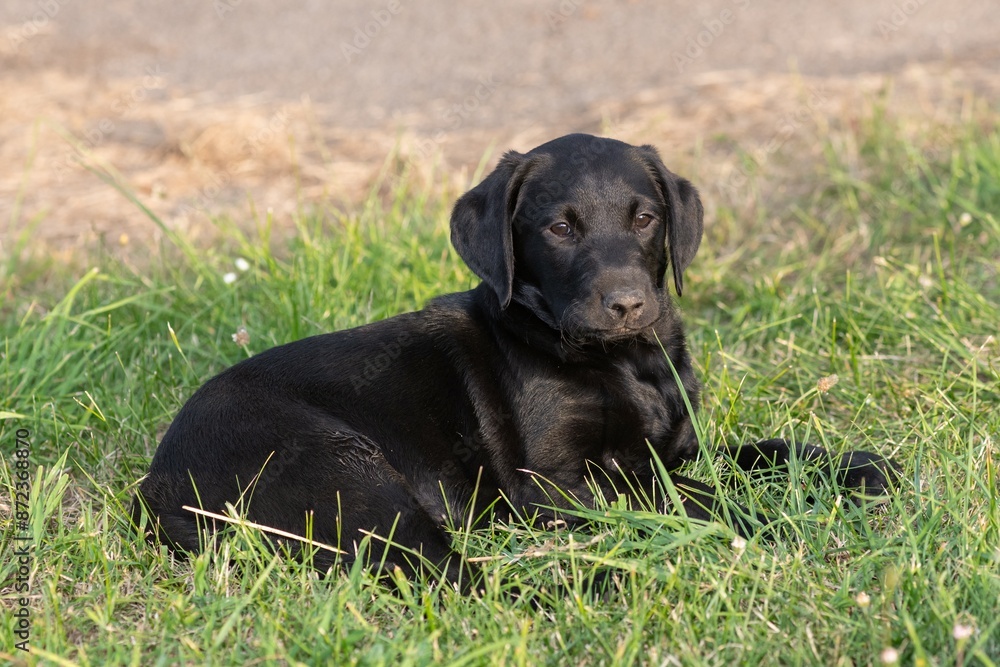 A cute black Labrador puppy laying on the grass A cute black Labrador puppy laying on the grass