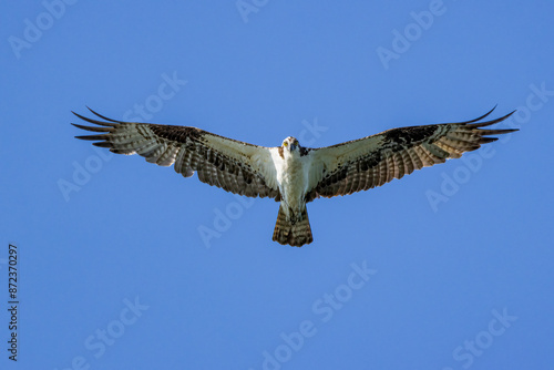 osprey in flight