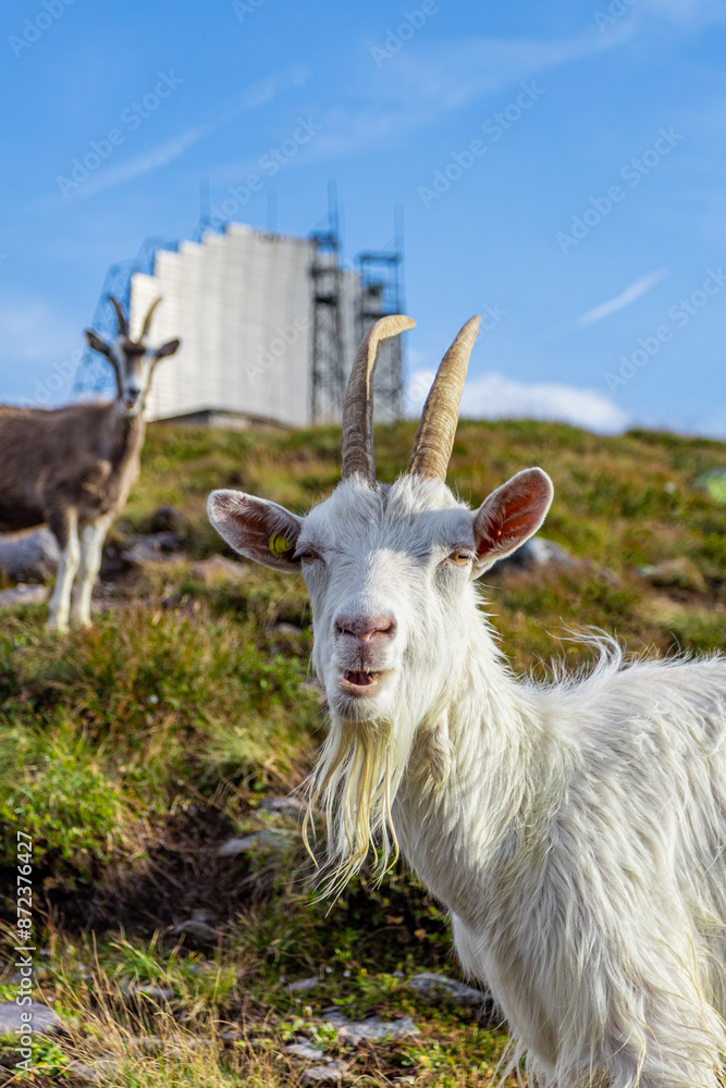 Goats, Italian Alps and Antennas Goats, Italian Alps and Antennas
